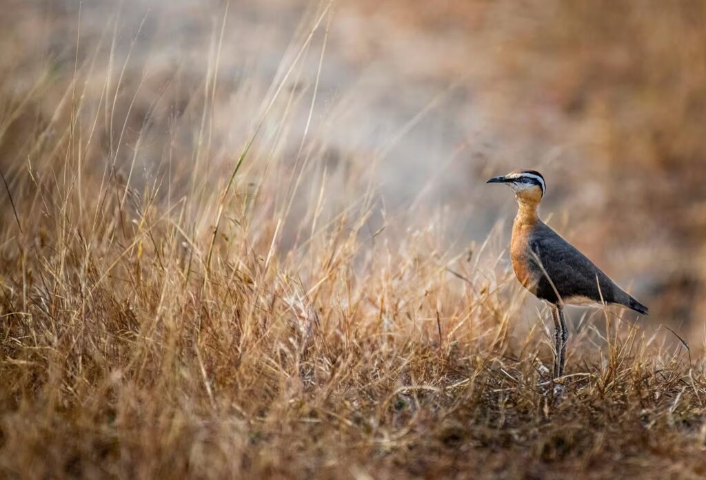 Indian Courser