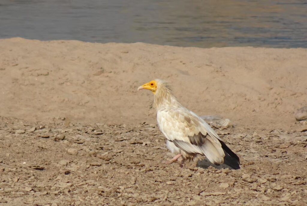 Egyptian Vulture