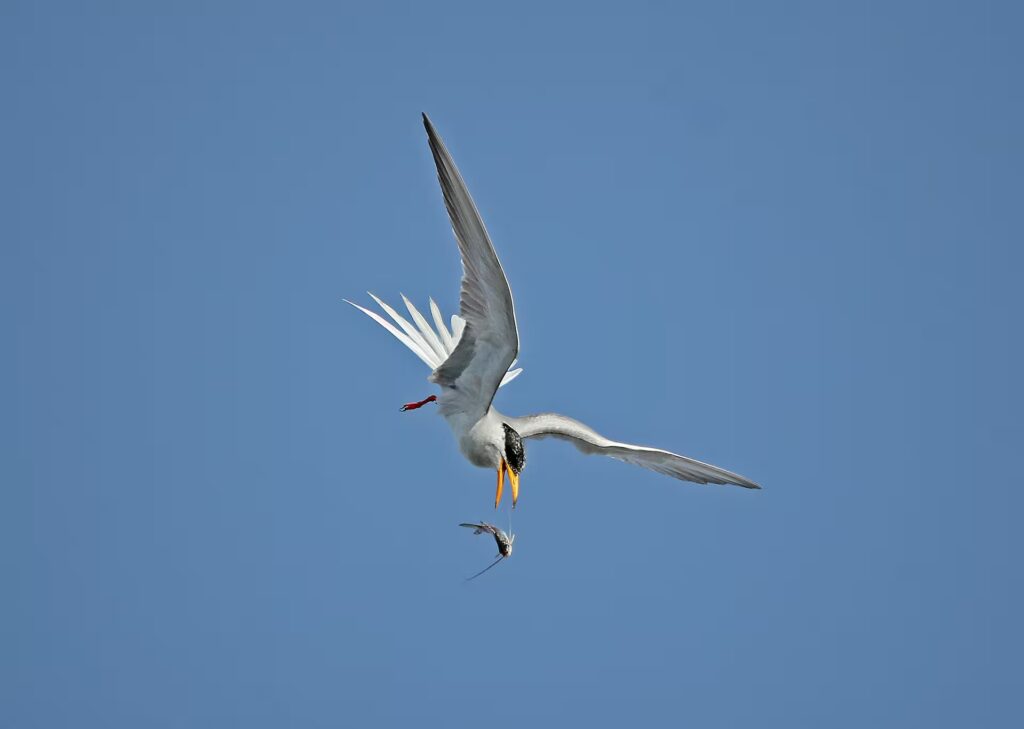 River Tern