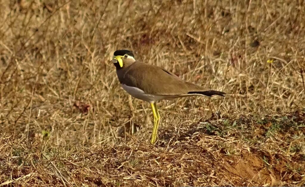 Yellow Wattled Lapwing