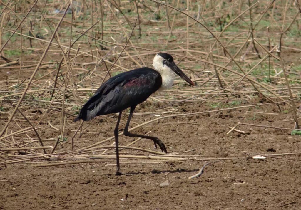White Necked Stork