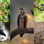 Top 10 Birds to Spot in Panna National Park