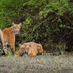 Common safari booking mistakes