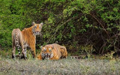 Common safari booking mistakes visitors make in Panna Tiger Reserve