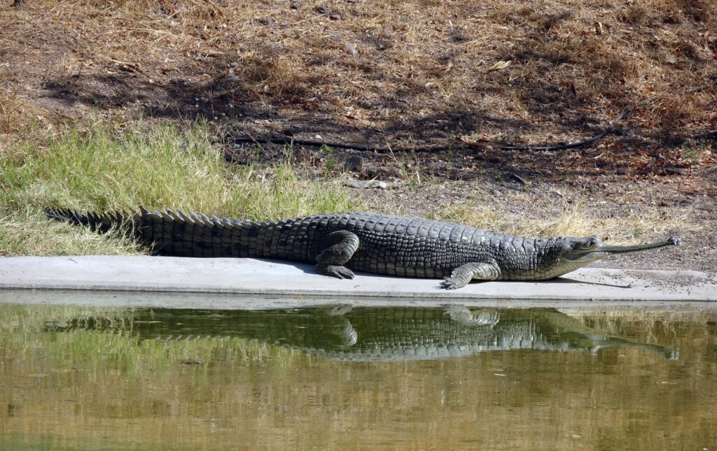 Gharial in Panna