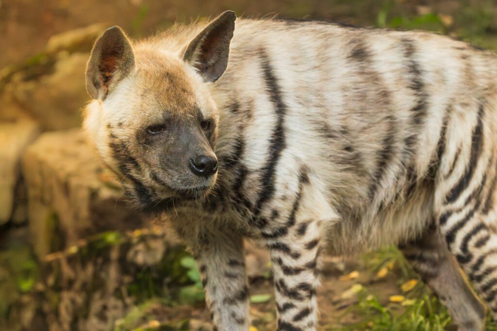 Striped Hyena in Panna