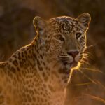Other Animals You Can See in Panna Besides Tigers
