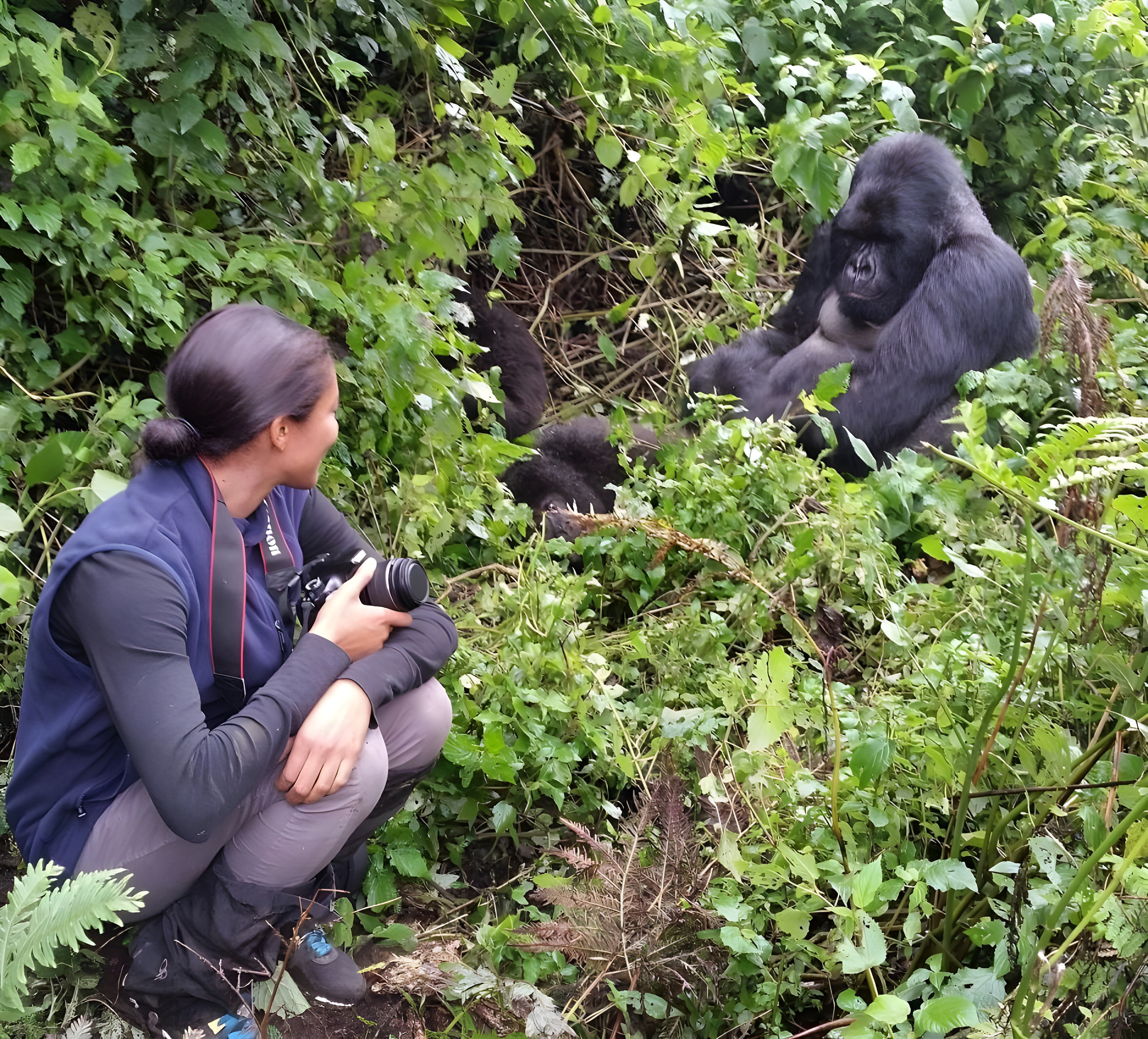 Gorilla Trekking | Relaxing