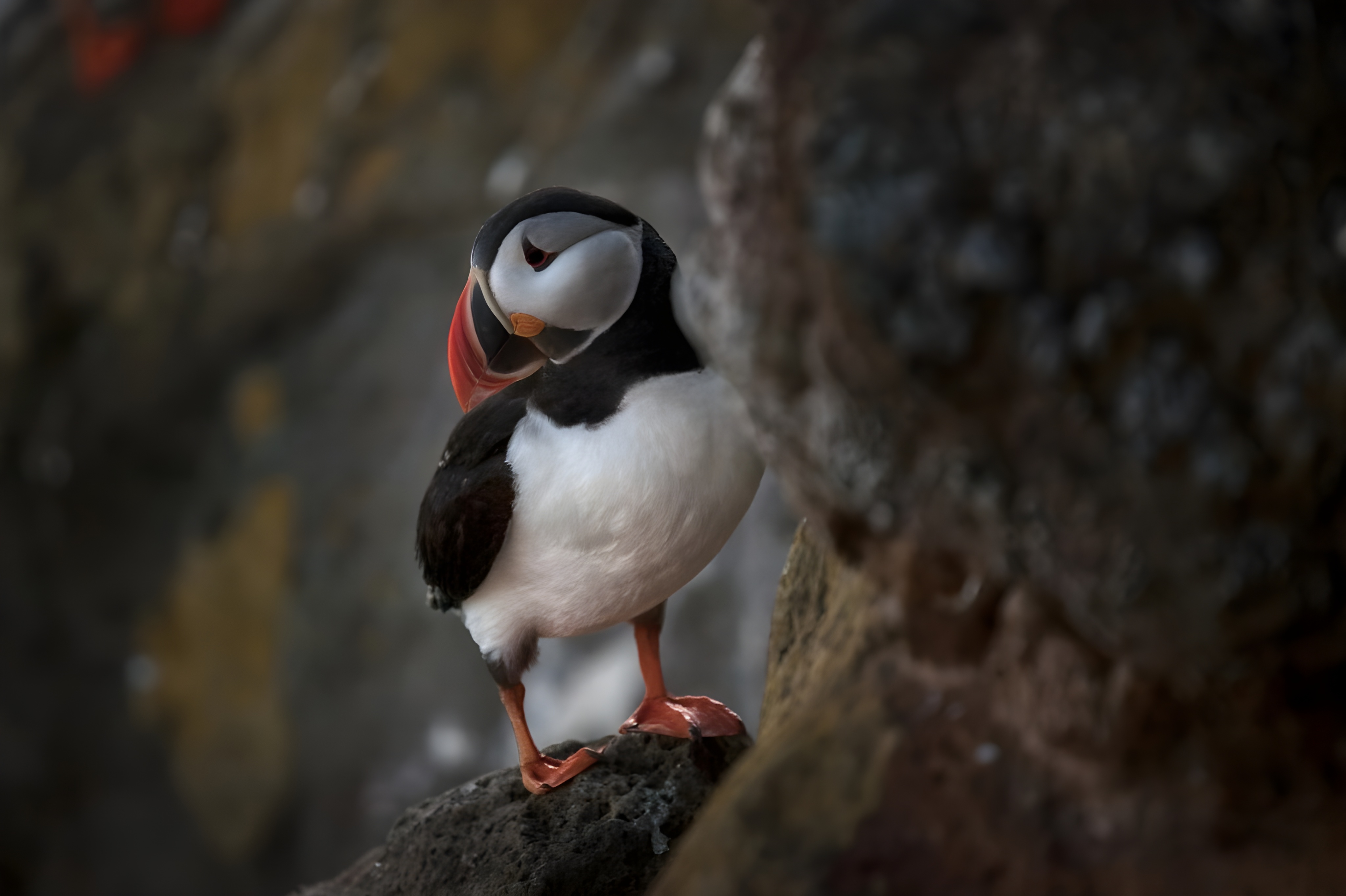 Westfjords with Latrabjarg and Dynjandi