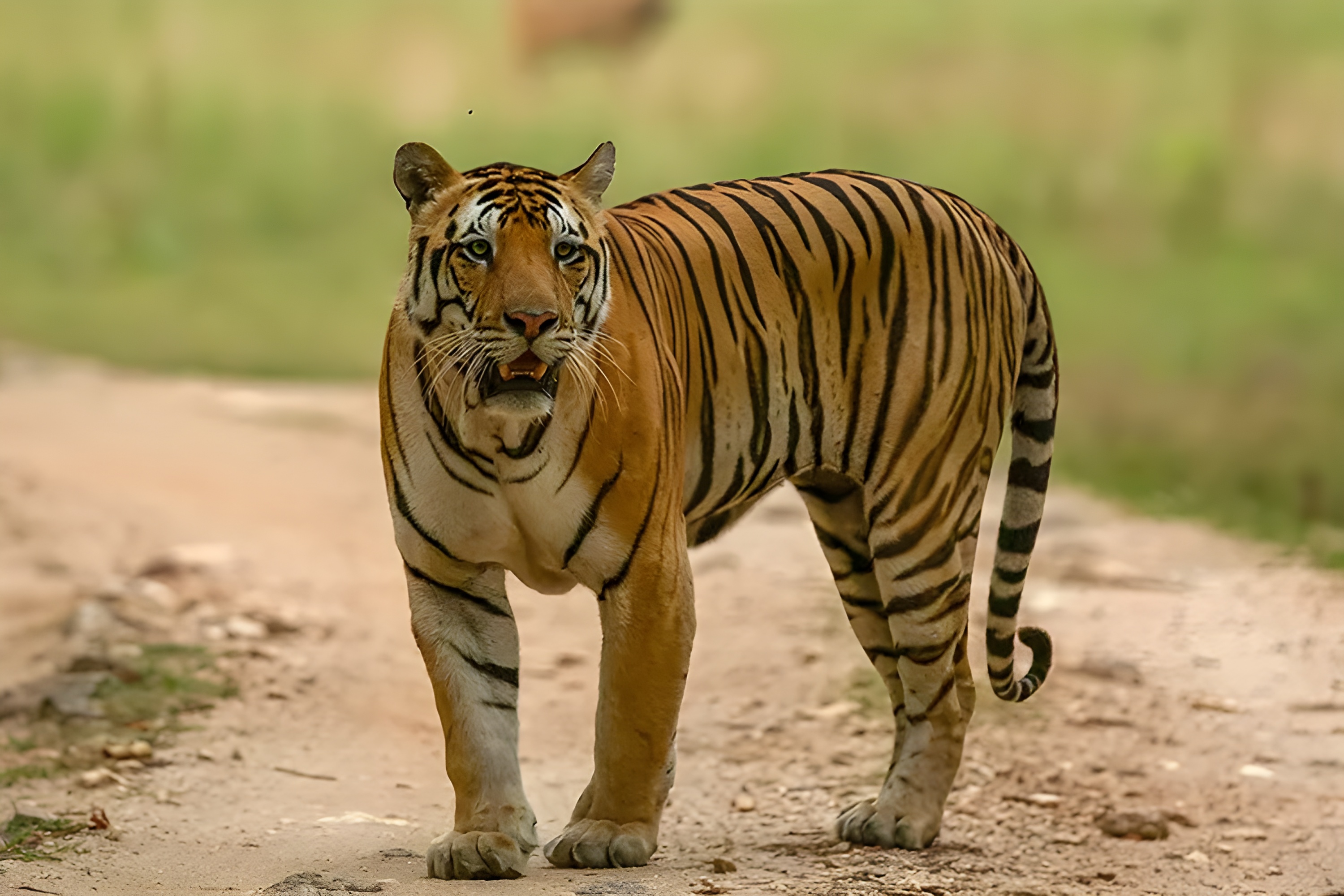 Bengaluru → Nanjangud | A Journey into the Wild Begins