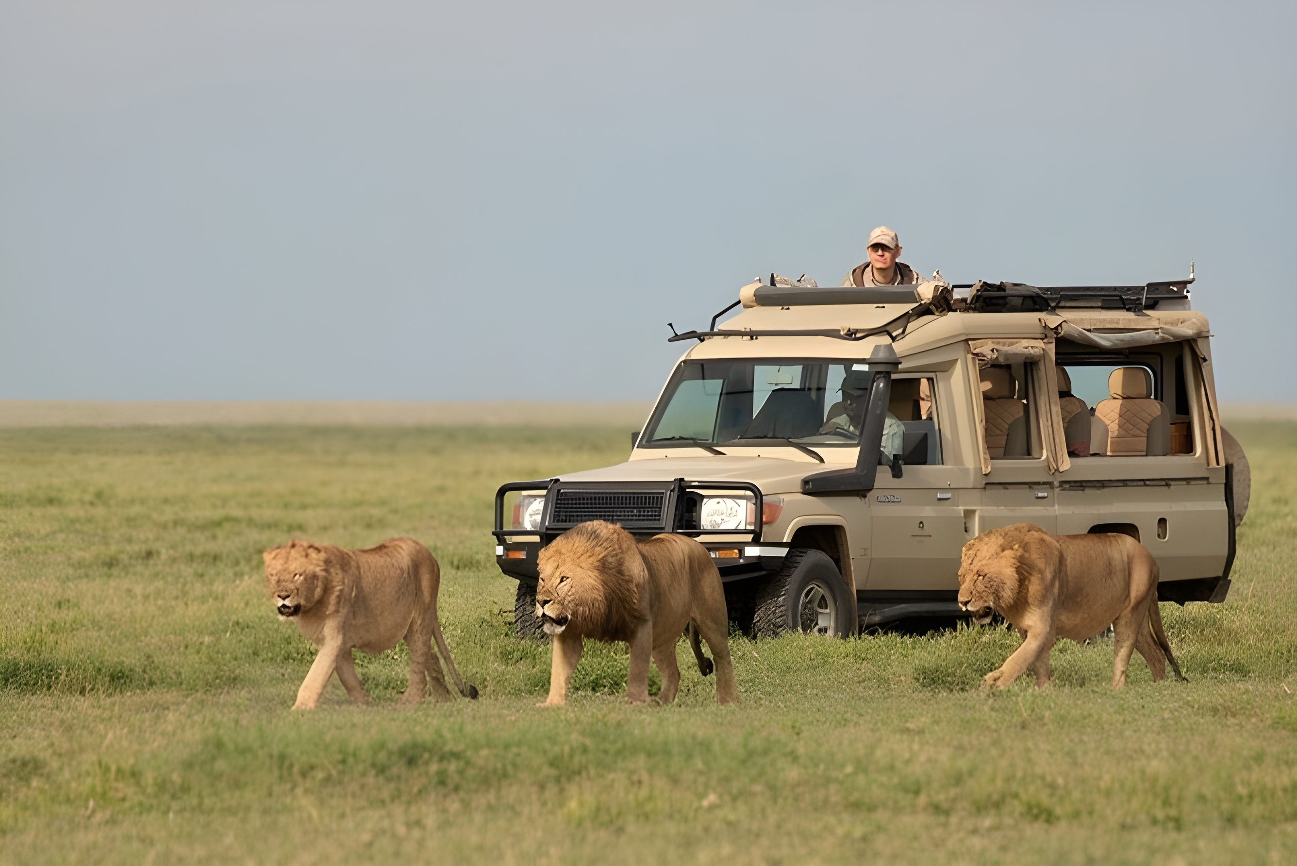 Ngorongoro Crater to Serengeti National Park | Crater Game Drive & Transit