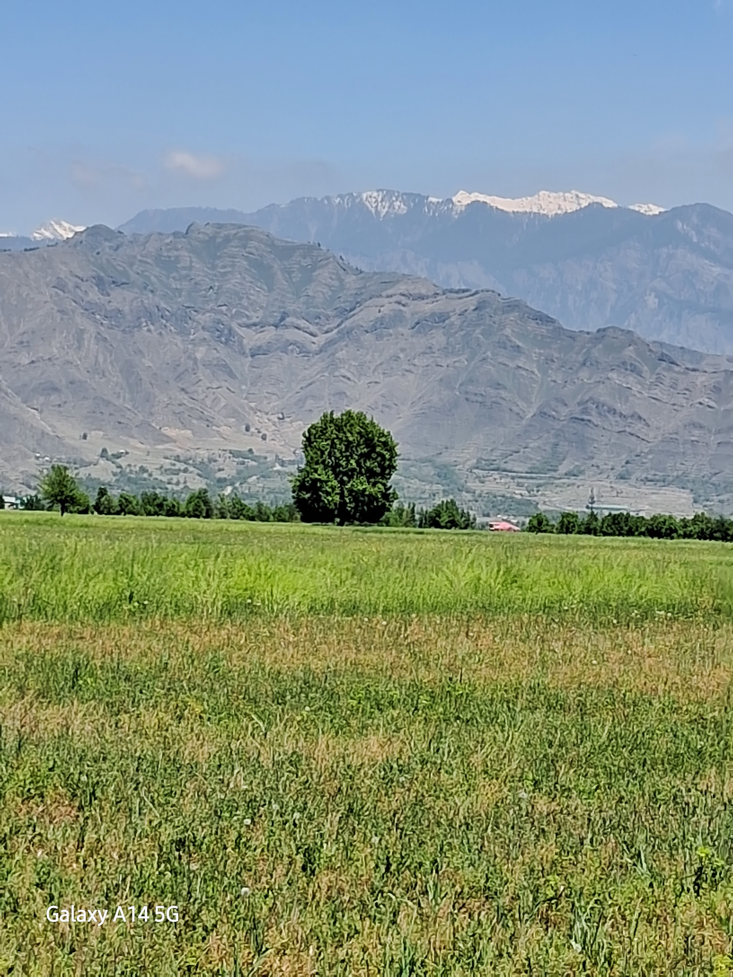 Saffron Fields Of Lethpora