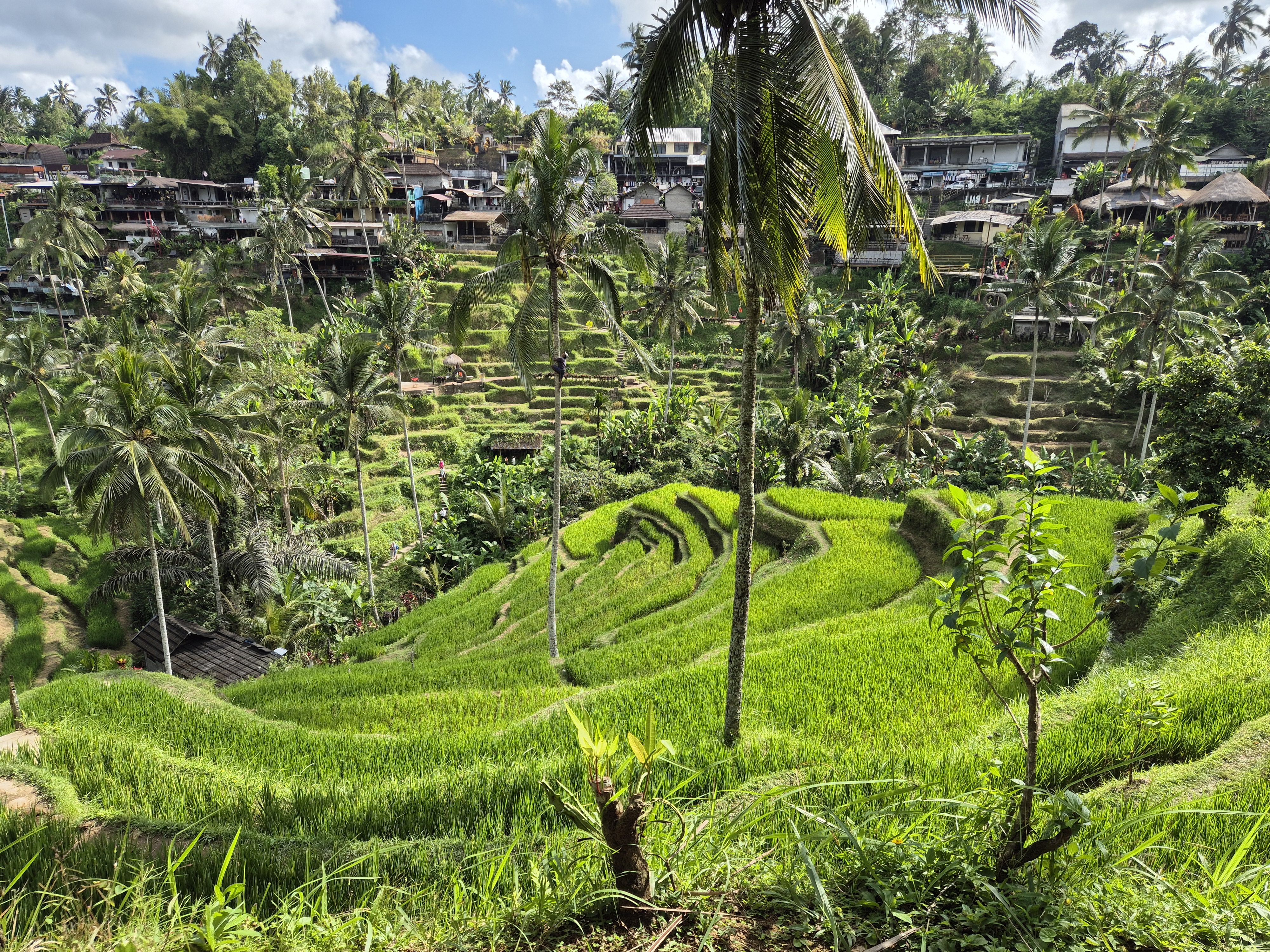 Tegalalang Rice Terrace