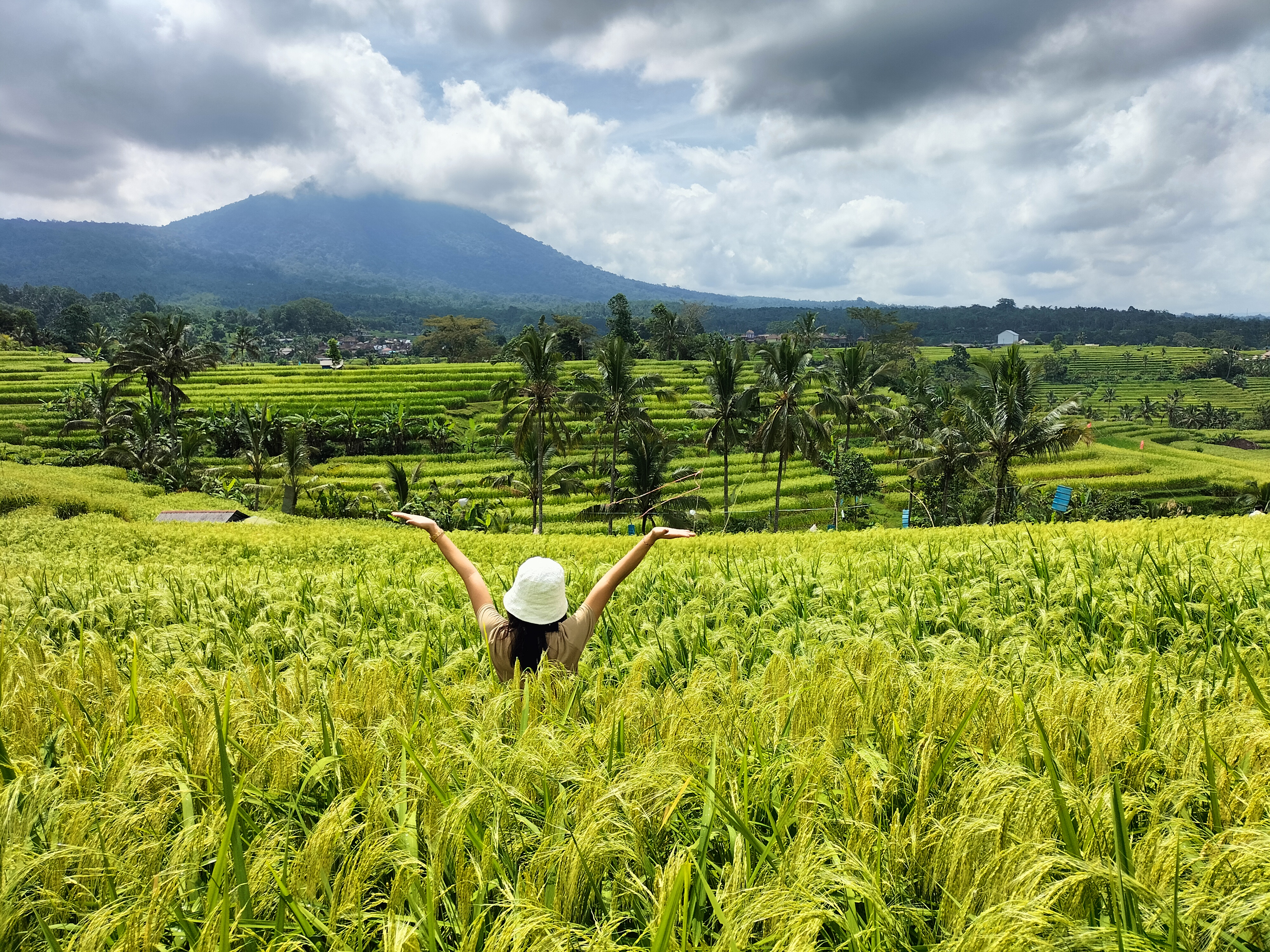 Jatiluwih Rice Terraces (UNESCO)
