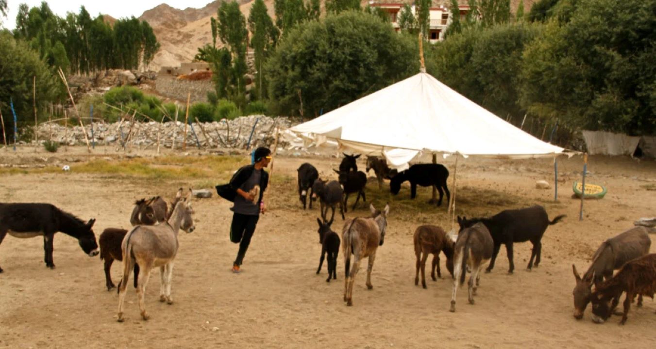 Leh Donkey Sanctuary