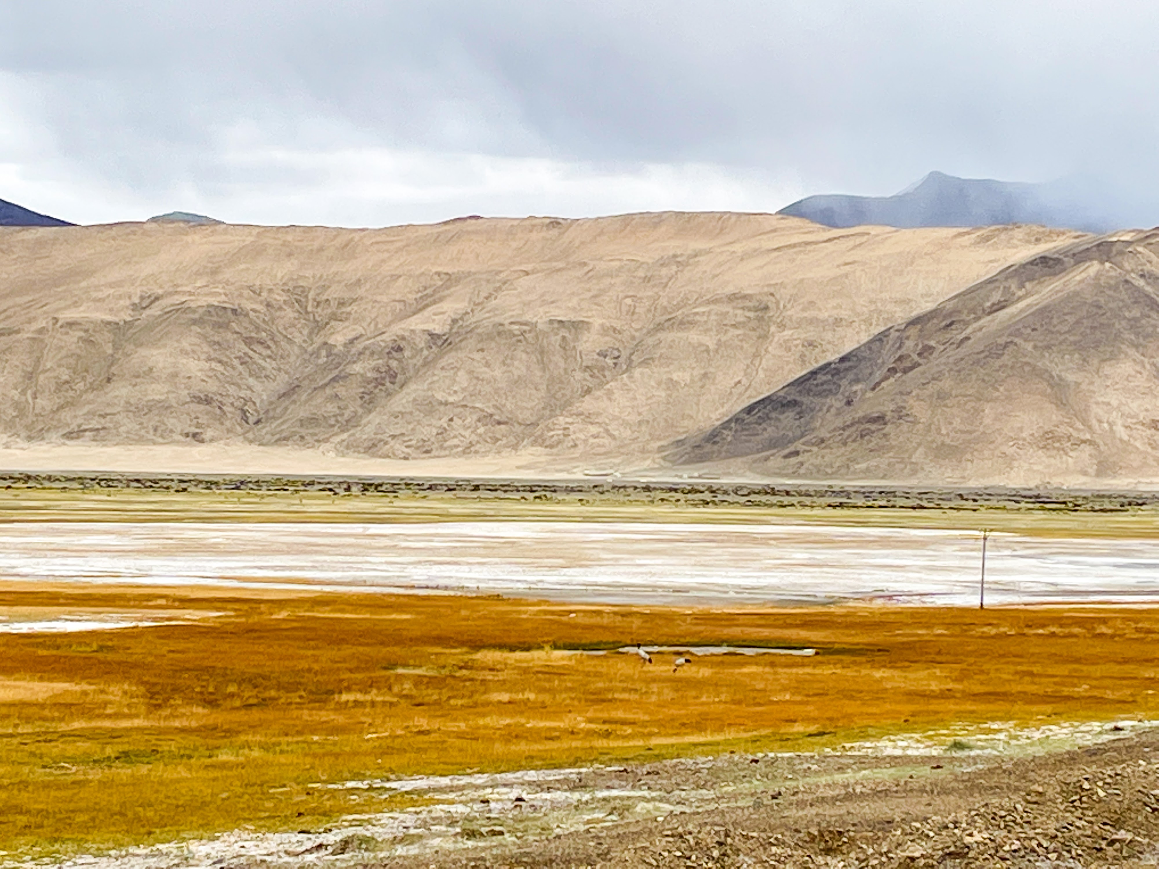 Black Necked Crane (Grus nigricollis) Migration Point