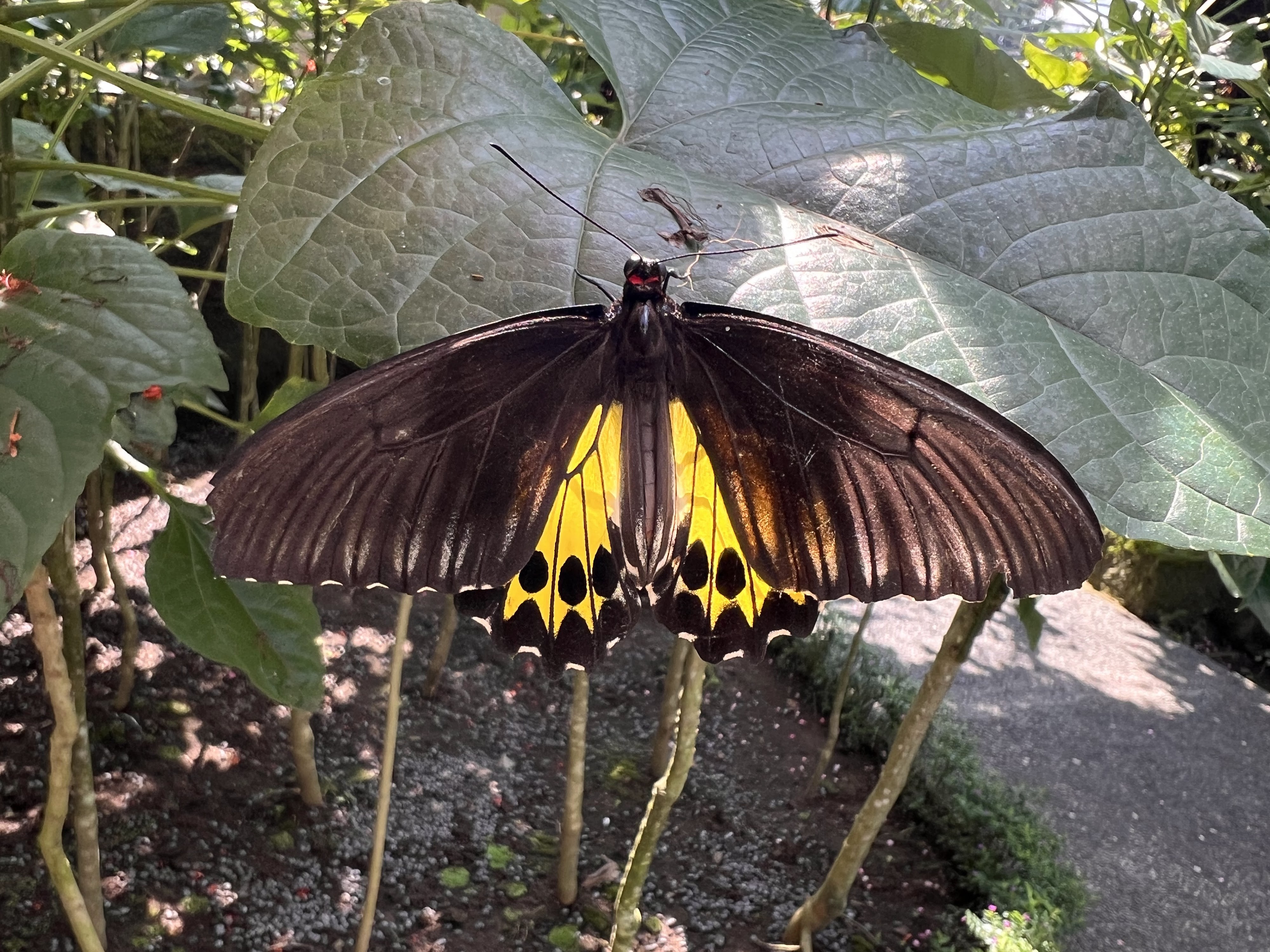 Kemenuh Butterfly Park