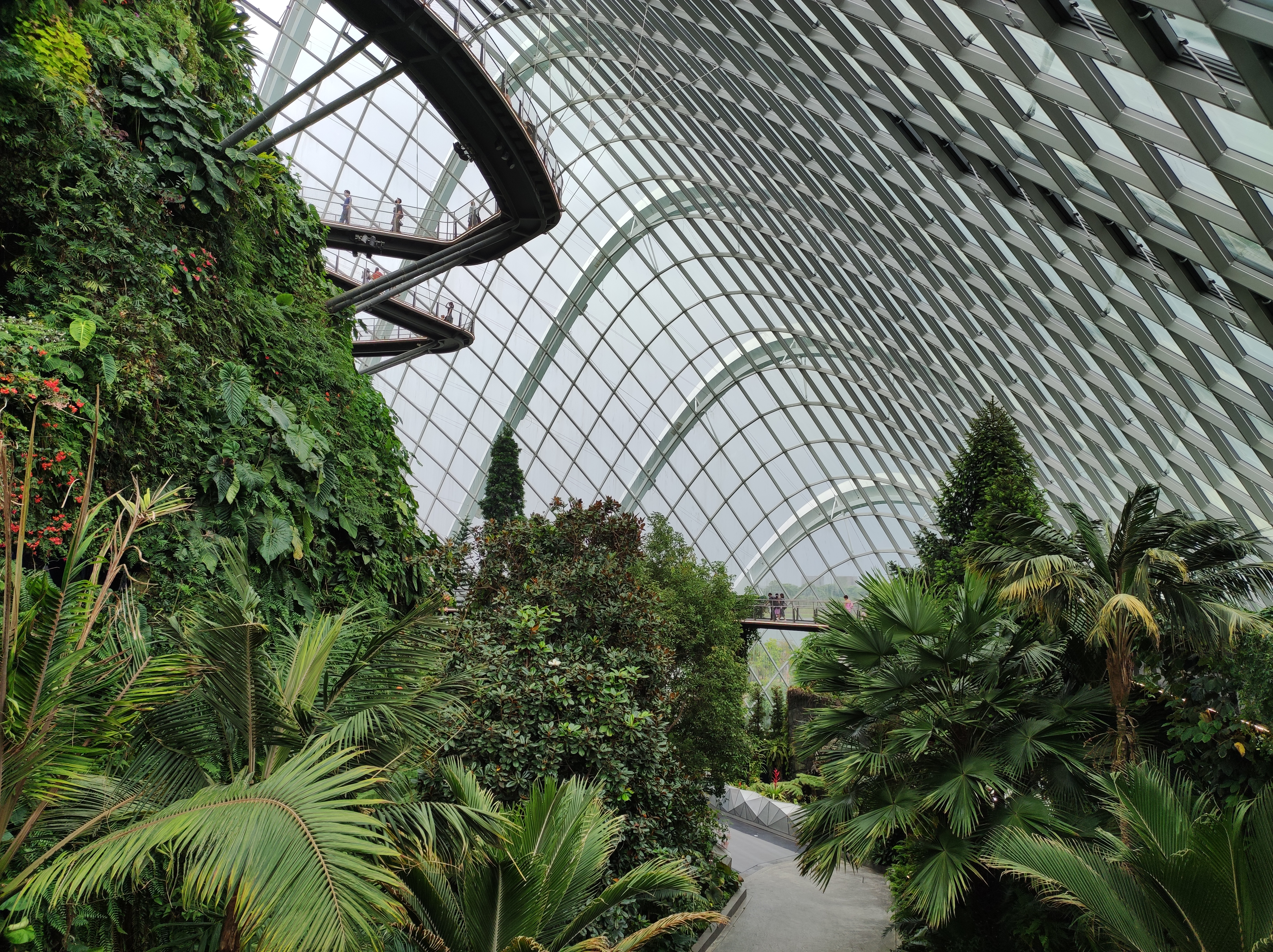 Cloud Forest