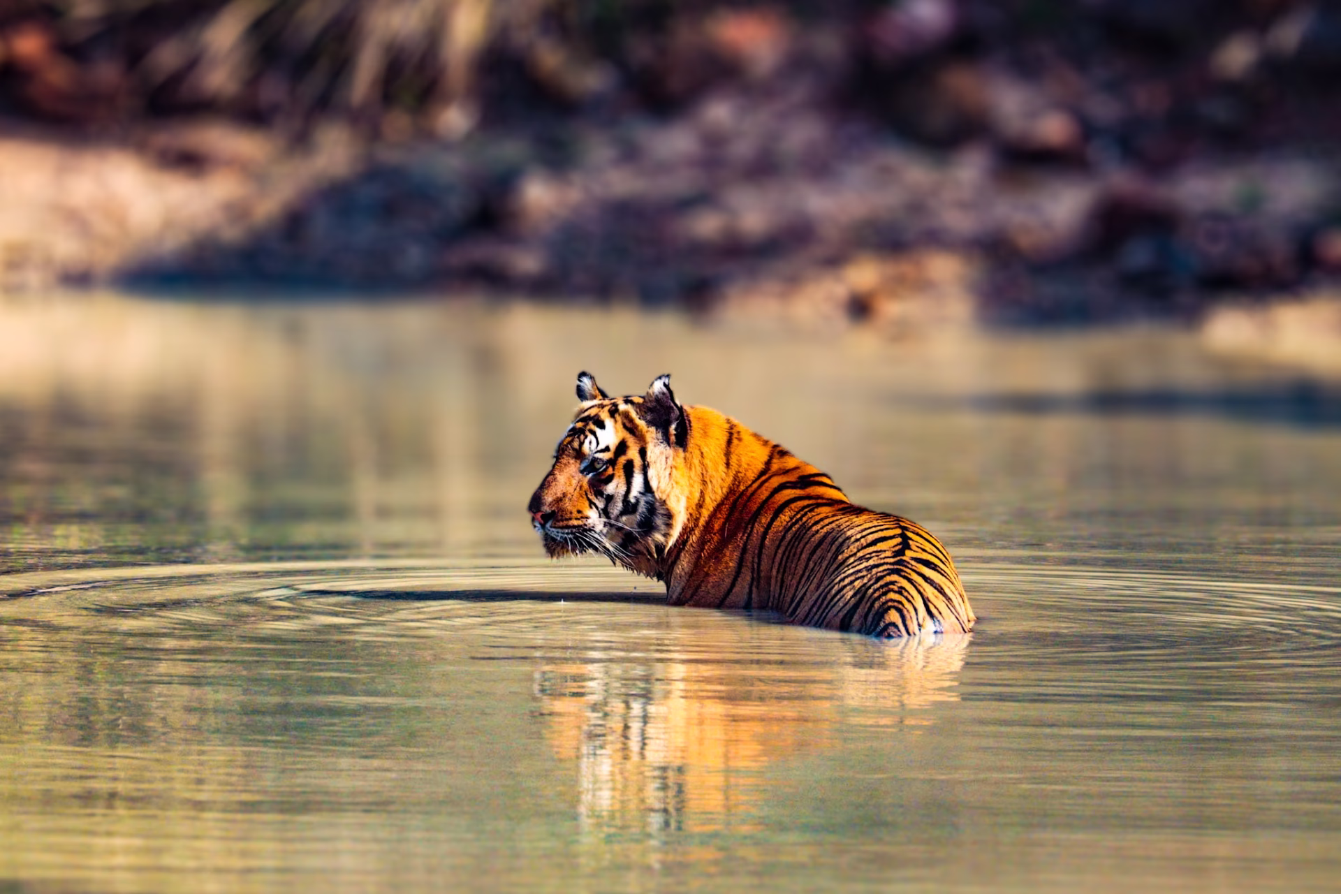 Pench Weekend Safari