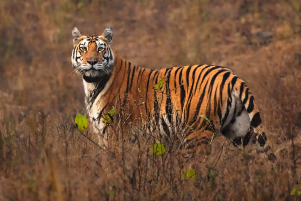 Pench Budget Safari
