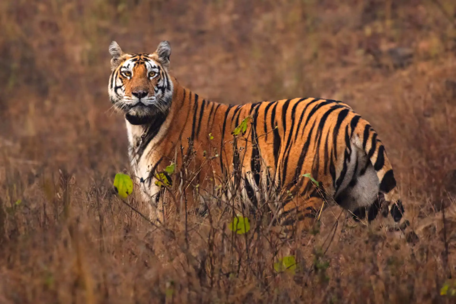 Pench Budget Safari