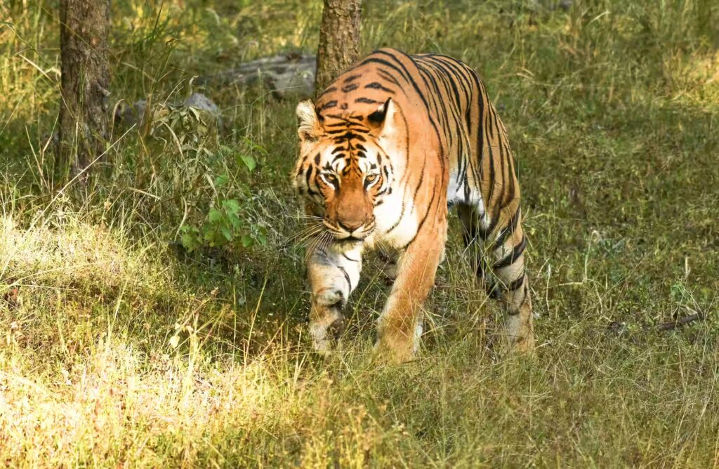Pench - Satpura Tour Pench - Satpura Tour