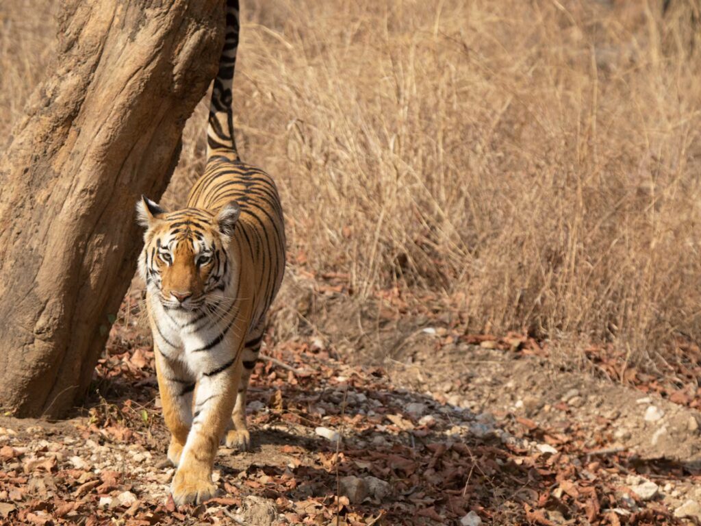 Pench, Kanha & Bandhavgarh Safari Pench, Kanha & Bandhavgarh Safari