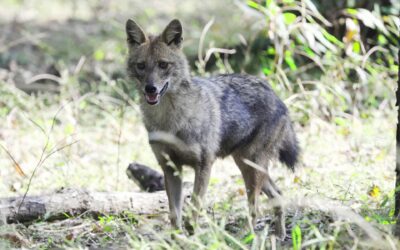 Pench Madhya Pradesh vs Maharashtra: Which Side is Better?