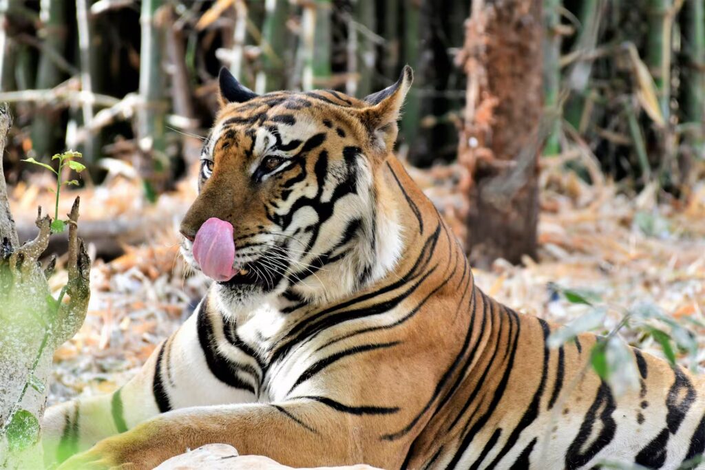 Online Pench Safari Booking