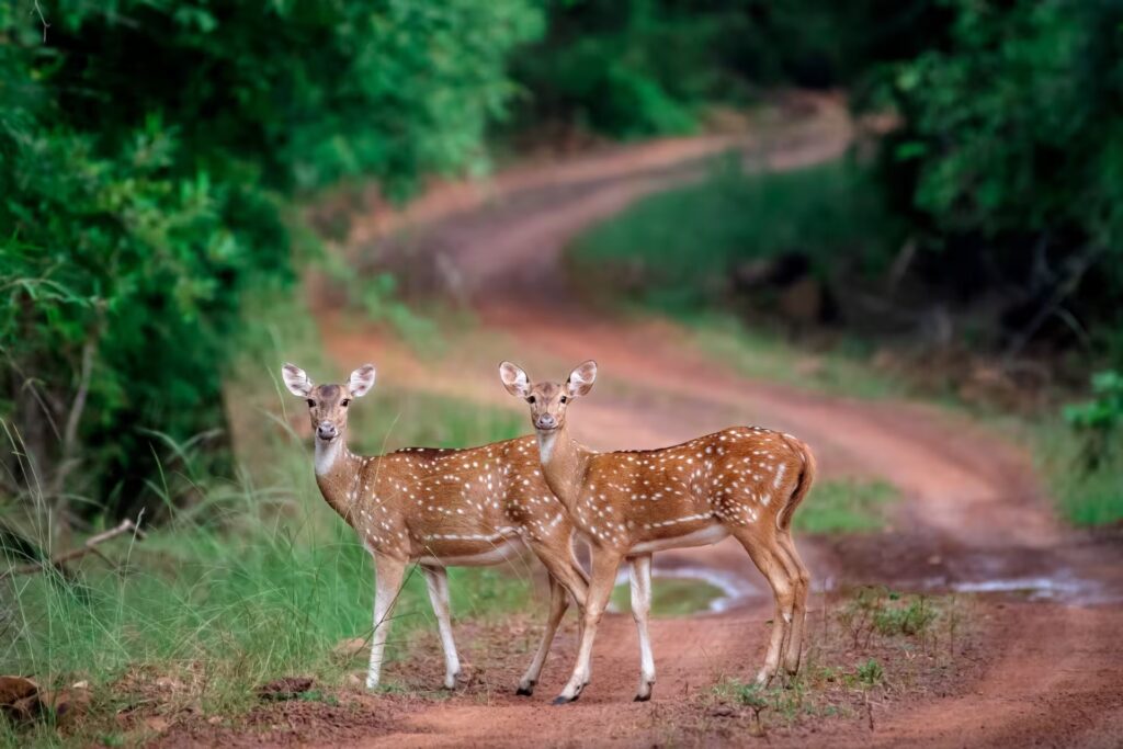 Best Time to Visit Pench