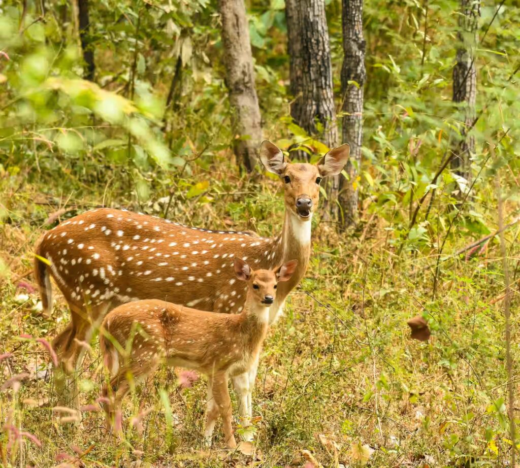 Safari Zones in Pench
