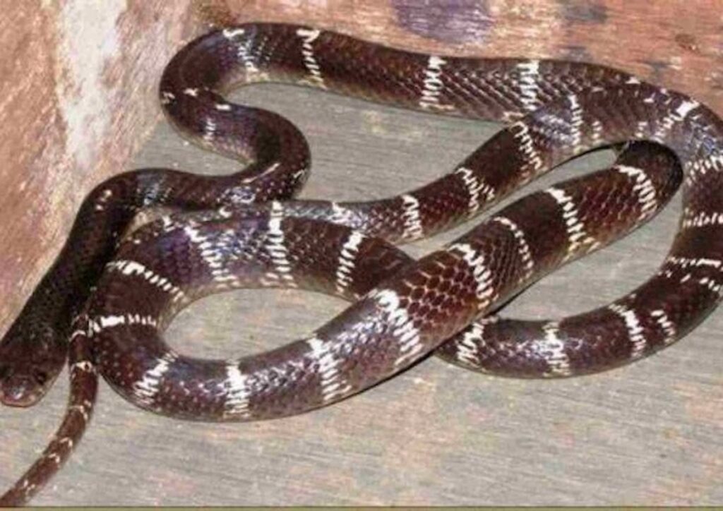Common Krait