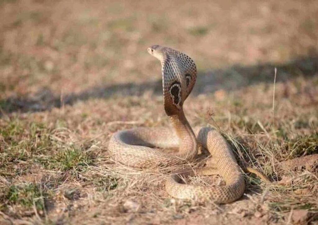 Spectacled Cobra