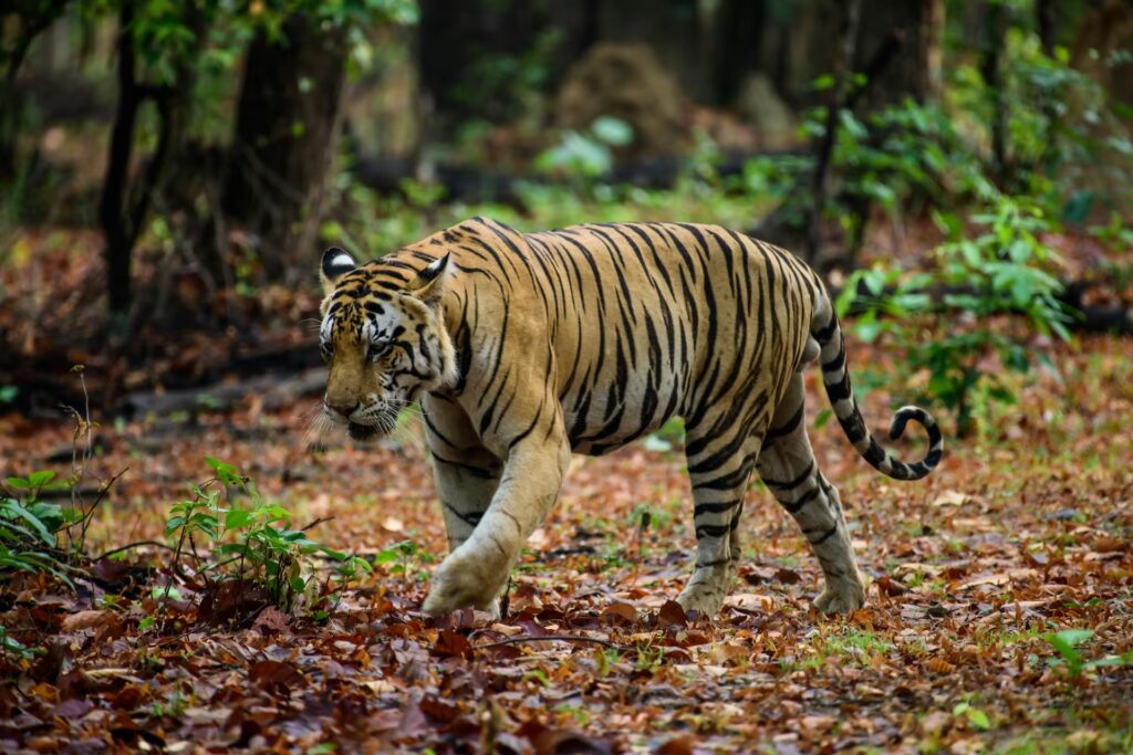 Kanha National Park