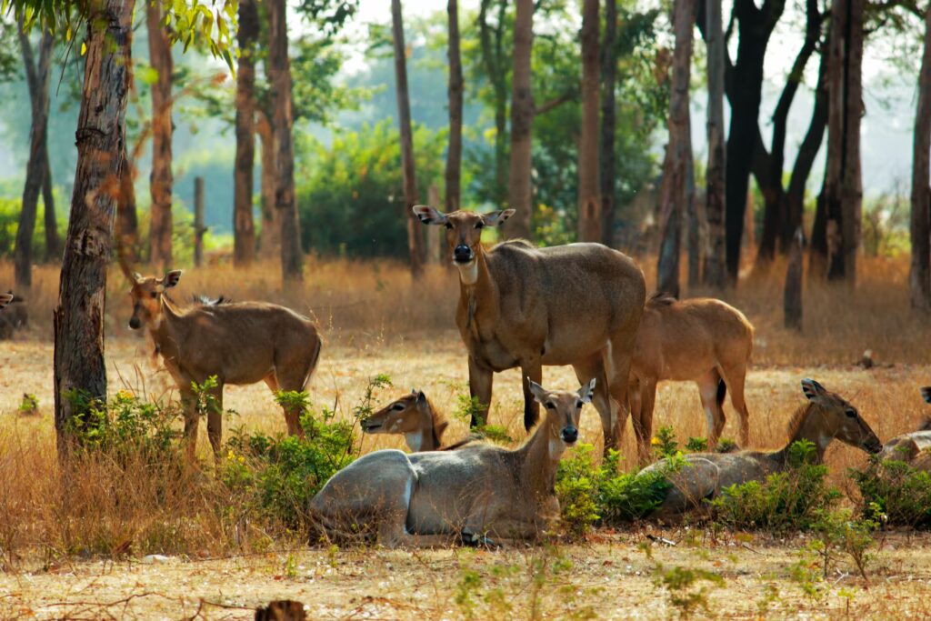 Melghat Tiger Reserve