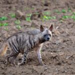 Rare Animal Sightings