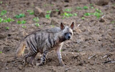 Rare Animal Sightings: Sloth Bears, Hyenas, and More in Pench