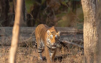 What to Expect from Pench Tiger Safari