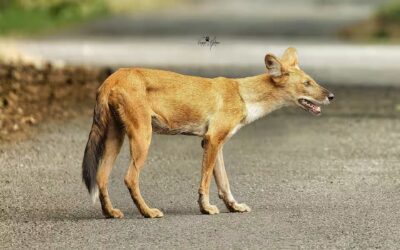 Best Time to Visit Pench National Park