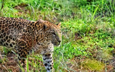 Practical Guide to Wildlife Photography on Pench Safari