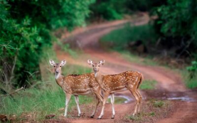 Best Safari Zones in Pench