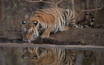 Majestic Tiger of Pench