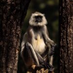 Seasonal Changes and Animal Activity