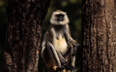 Seasonal Changes and Animal Activity in Pench