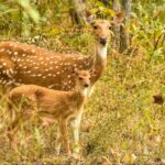 Family-Friendly Safari