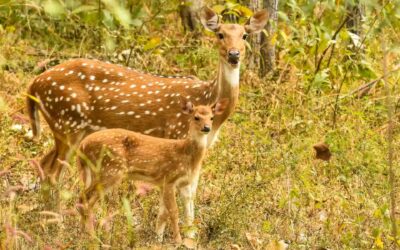 How to Plan a Family-Friendly Safari in Pench