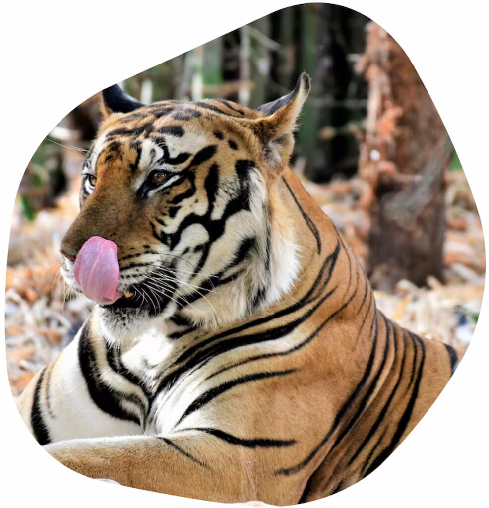 About Pench Tiger Safari