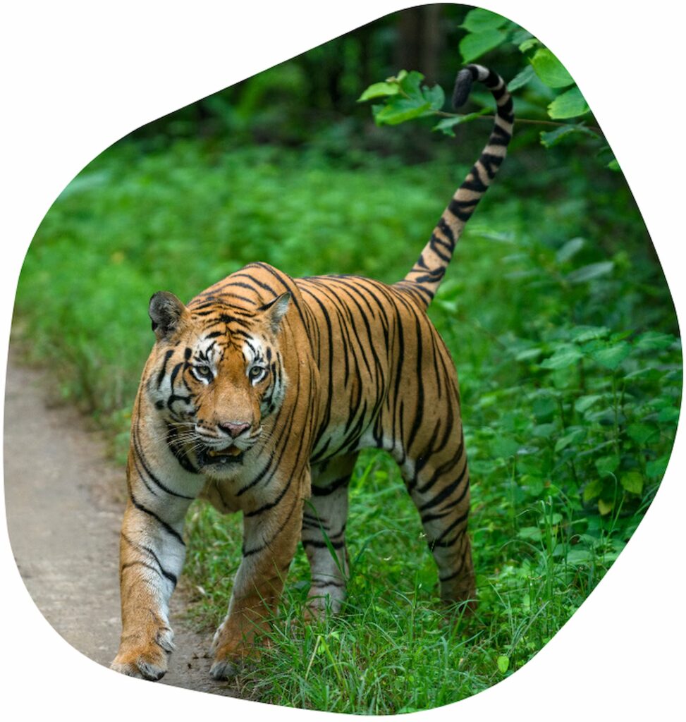 Pench Tiger Safari Home Page