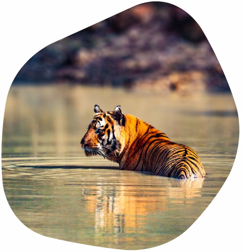 Pench Tiger Safari Packages Pench Tiger Safari Packages
