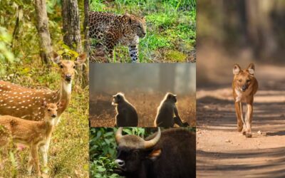 What Animals Can You See in Pench Besides Tigers